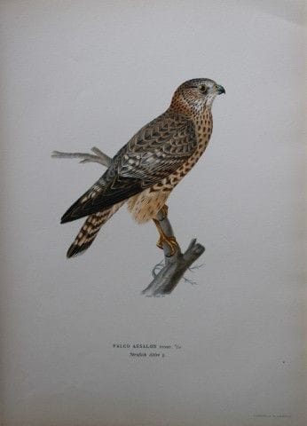 M. von Wright - Lithographie in-folio représentant