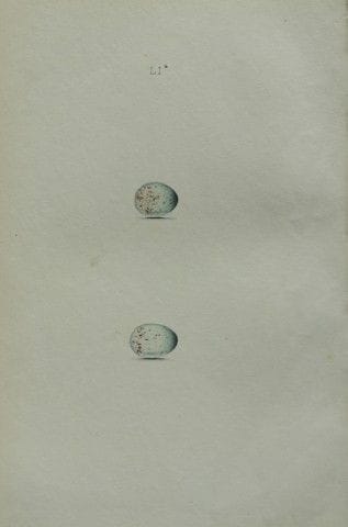 W. Hewitson – Gravure coloriée à la main représent