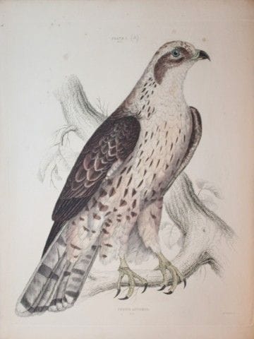Jardine & Selby - Engraving of Honey Buzzard from 