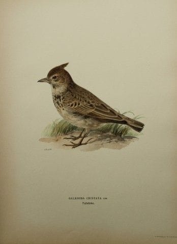 M. von Wright - Lithographie in-folio représentant
