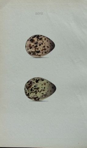 W. Hewitson – Gravure coloriée à la main représent