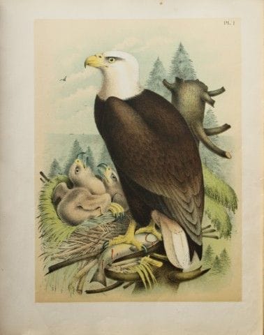 雅各布·斯图德——西奥多·贾斯珀绘《白头海雕》，1888年。

我们非常荣幸能推出这些色彩绚丽的石版