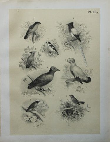 Theodore Jasper - Flycatchers, Nightingale etc 187