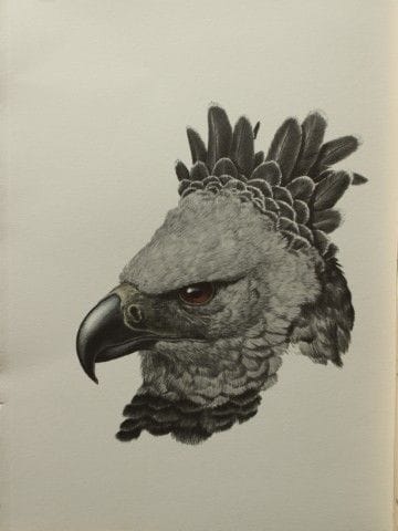 Amuchastegui - Lithographie représentant un aigle 