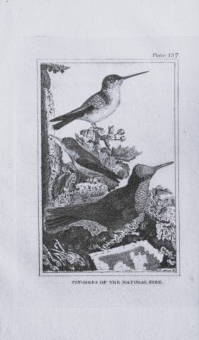 Buffon - Gravure représentant des oiseaux volants,