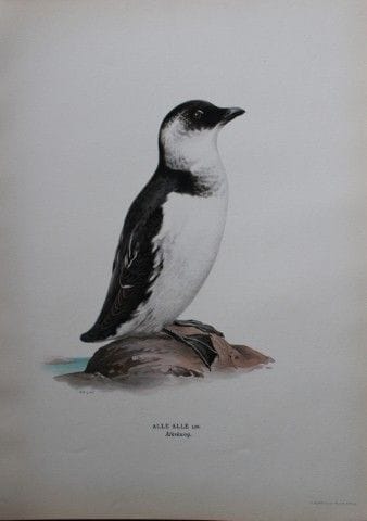 M. von Wright - Lithographie in-folio représentant