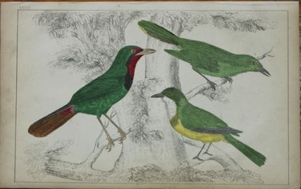 奥利弗·戈德史密斯——《鸫鸫》铜版画，1850年。

这幅手工上色的铜版画选自奥利弗·戈德史密斯（1