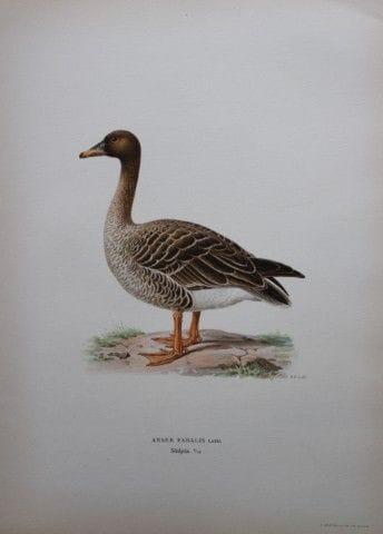 M. von Wright - Lithographie in-folio représentant