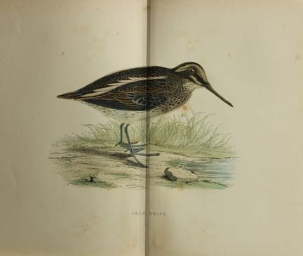 Beverley Morris - Lithographie représentant une bé