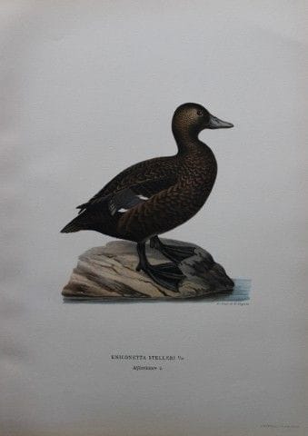 M. von Wright - Lithographie in-folio représentant