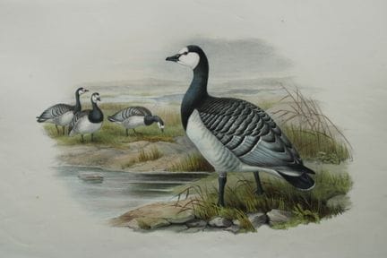 John Gould - Oie bernicla, tirée de *Birds of Grea