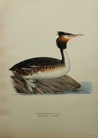M. von Wright - Lithographie in-folio représentant