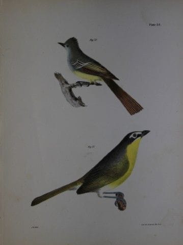 詹姆斯·E·德凯——第XXXII版画 《黄胸鹀与大冠王鹃》 1844年。

这幅独具匠心且引人注目的