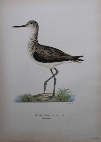 M. von Wright - Lithographie in-folio représentant