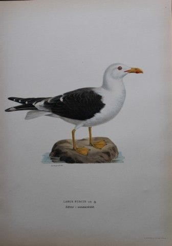 M. von Wright - Lithographie in-folio représentant