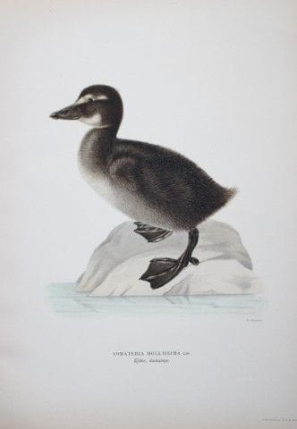 M. von Wright - Lithographie in-folio représentant