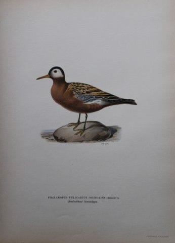 M. von Wright - Lithographie in-folio représentant