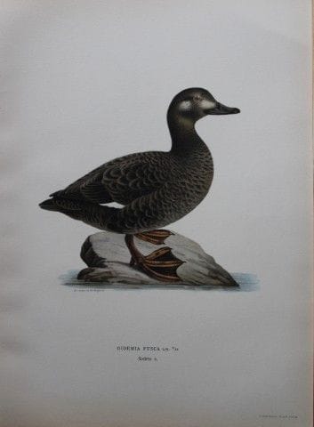 M. von Wright - Lithographie in-folio représentant
