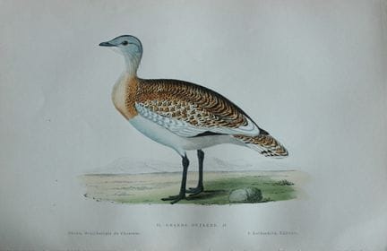 Jean Chenu - Lithographie de la grande outarde, 18