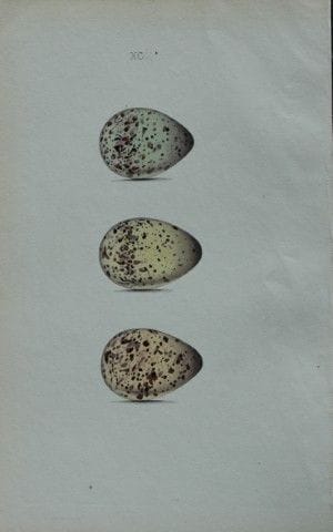 W. Hewitson – Gravure coloriée à la main représent