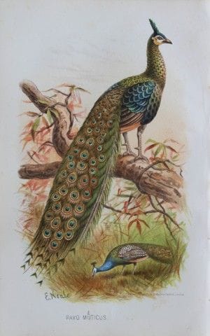 E. Neale -  Paon commun, tiré de *Game Birds of In