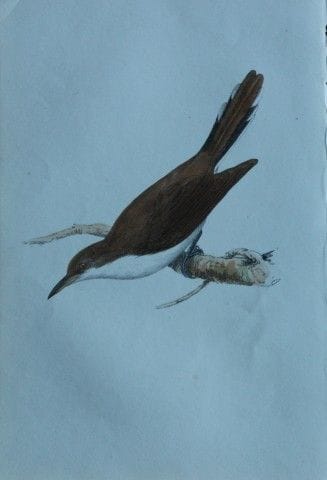 H.L. 迈耶——1857年《美洲杜鹃》彩色石版画。

这幅版画由亨利·伦纳德·迈耶创作，收录于威利