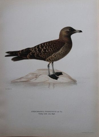 M. von Wright - Lithographie in-folio représentant