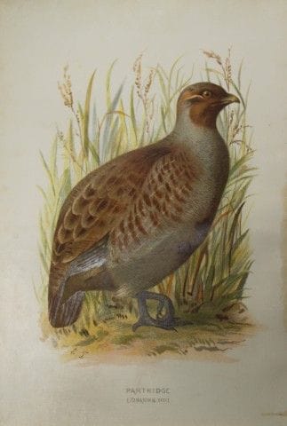 Eliza Turk - Perdrix, 1883.

Cette planche chromol
