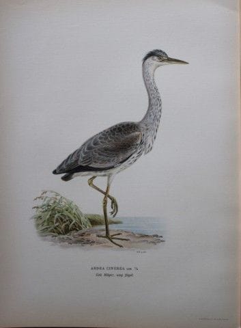 M. von Wright - Lithographie in-folio représentant