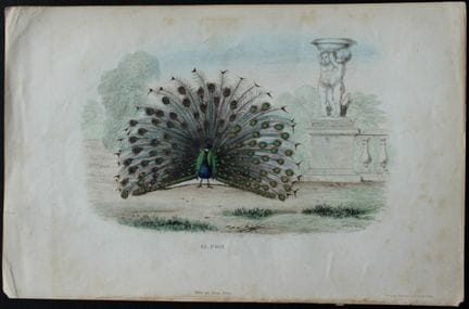 Edouard Travies - Peacock from Complete Works of B