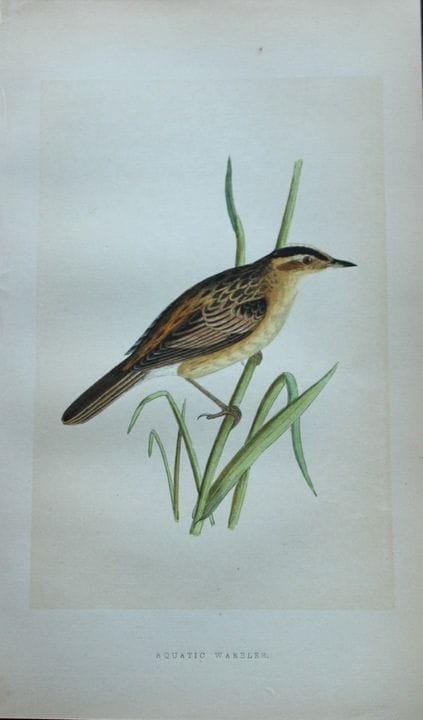 Charles Bree - Gravure coloriée à la main représen