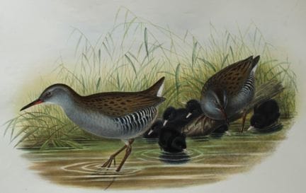 John Gould -  Le râle d'eau, tiré de *Birds of Gre