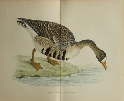 Beverley Morris - Lithographie d'une oie à front b