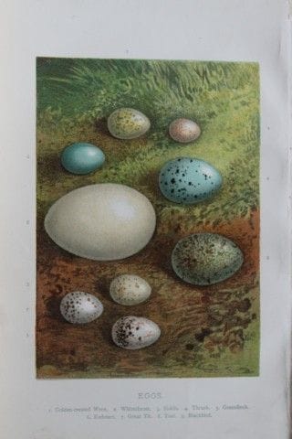 A.F. 莱登——《鸟蛋》，1883年。

这幅石版彩色印刷版画出自沃尔特·斯韦斯兰德所著的《常见的
