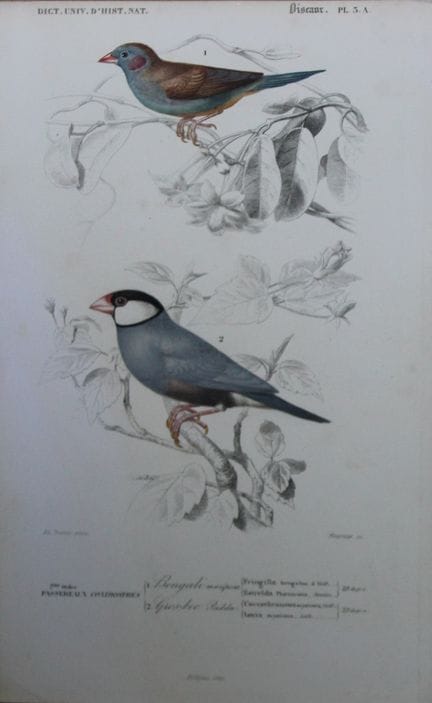 Édouard Travies  - Cordon-bleu à joues rouges et m
