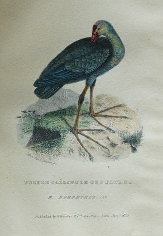 Baron Cuvier - Foulque pourpre, 1829.

Cette gravu