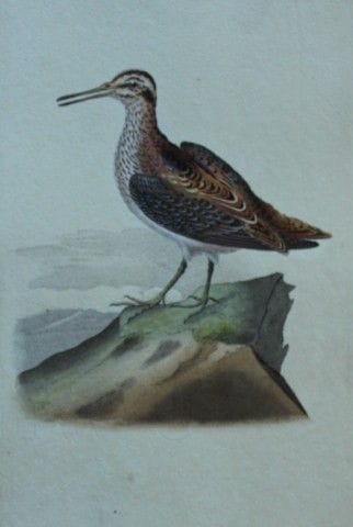 Edward Donovan - Gravure coloriée à la main représ