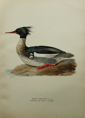 M. von Wright - Lithographie in-folio représentant