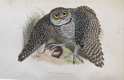 WT Greene - Hand coloured print of Prairie Owl 188