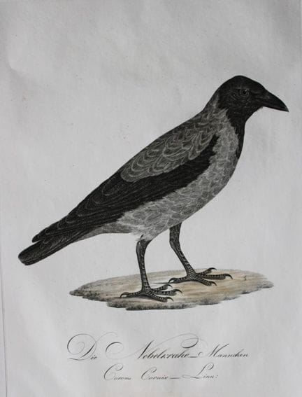 JC Susemihl - Corneille huppée (Corvus cornix), 18