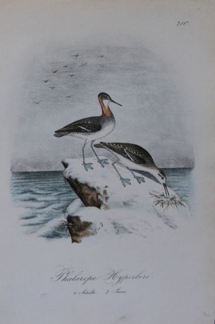 Charles Dubois - Lithographie rare représentant un