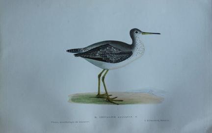 Jean Chenu - Lithographie représentant le chevalie