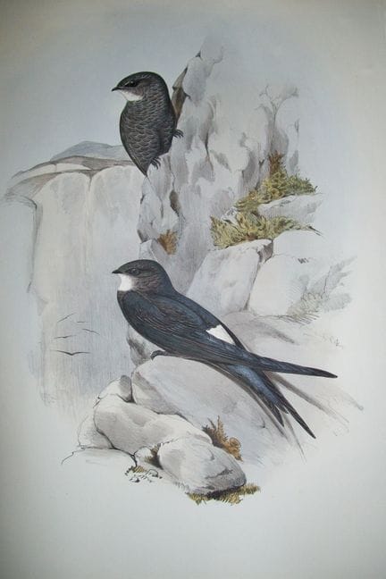 John Gould -  Milaneau d'Australie  tiré de *Birds