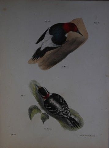 詹姆斯·E·德凯——第十六版画 《红头啄木鸟与绒啄木鸟》 1844年。

这幅19世纪独具匠心且引人
