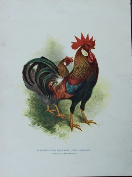 Harrison Weir -  Leghorn rouge-brun à poitrine noi