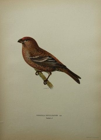 M. von Wright - Lithographie in-folio représentant