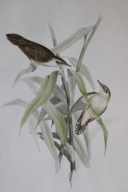 John Gould - La fauvette de Pallas, tirée de *Bird