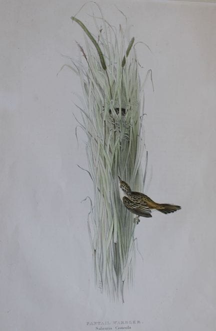 John Gould -  La fauvette à queue en éventail, tir