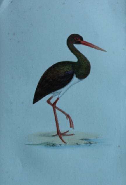 H.L. 迈耶——1857年《黑鹳》彩色石版画。

这幅版画出自亨利·伦纳德·迈耶之手，选自威利斯与