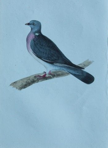 H.L. 迈耶——1857年《木鸽》彩色石版画。

这幅版画出自亨利·伦纳德·迈耶之手，选自威利斯与